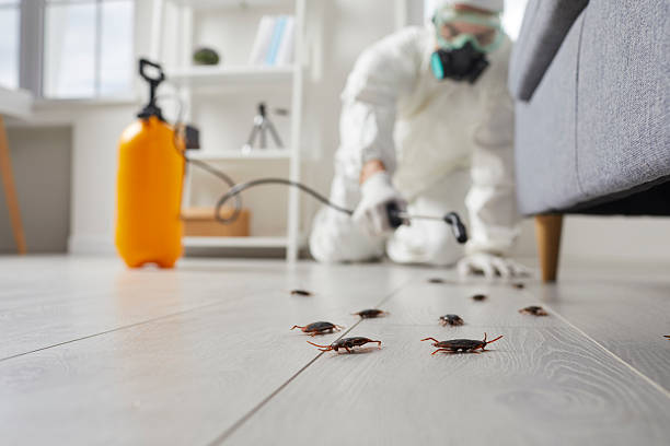 Commercial Kitchen Cockroach Control in Saginaw